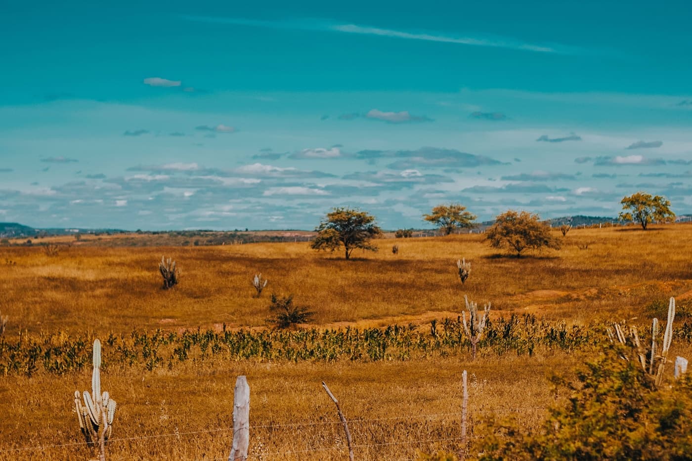 Campo aberto no interior do Brasil, com vegetação seca típica do cerrado, árvores esparsas e cerca de madeira